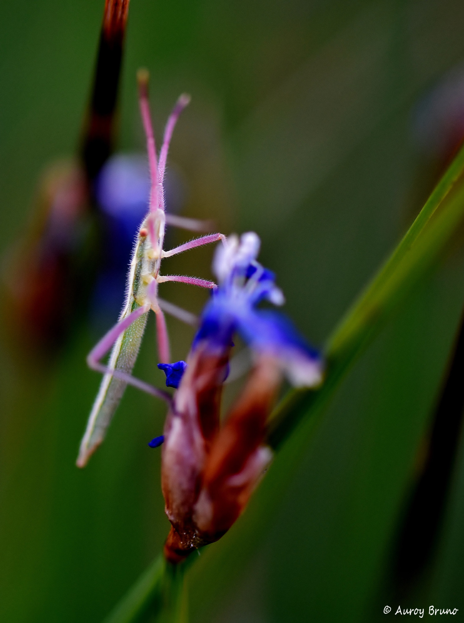 Nikon D7200 + Sigma 70mm F2.8 EX DG Macro sample photo. Dsc_1370.jpg photography