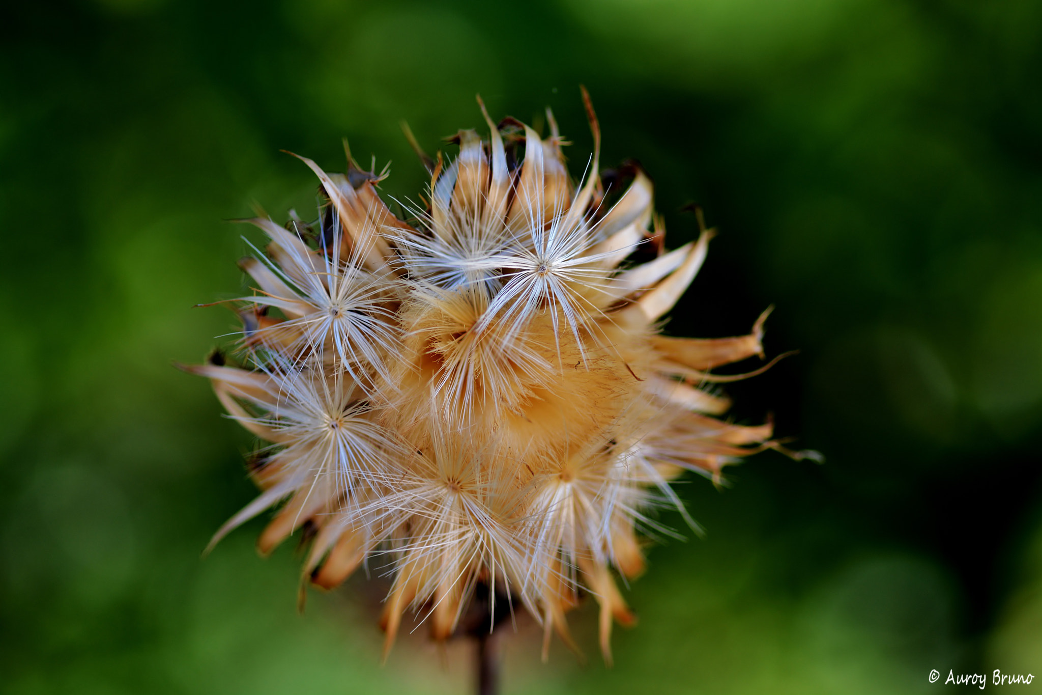 Nikon D7100 + Sigma 70mm F2.8 EX DG Macro sample photo. Dsc_1024.jpg photography