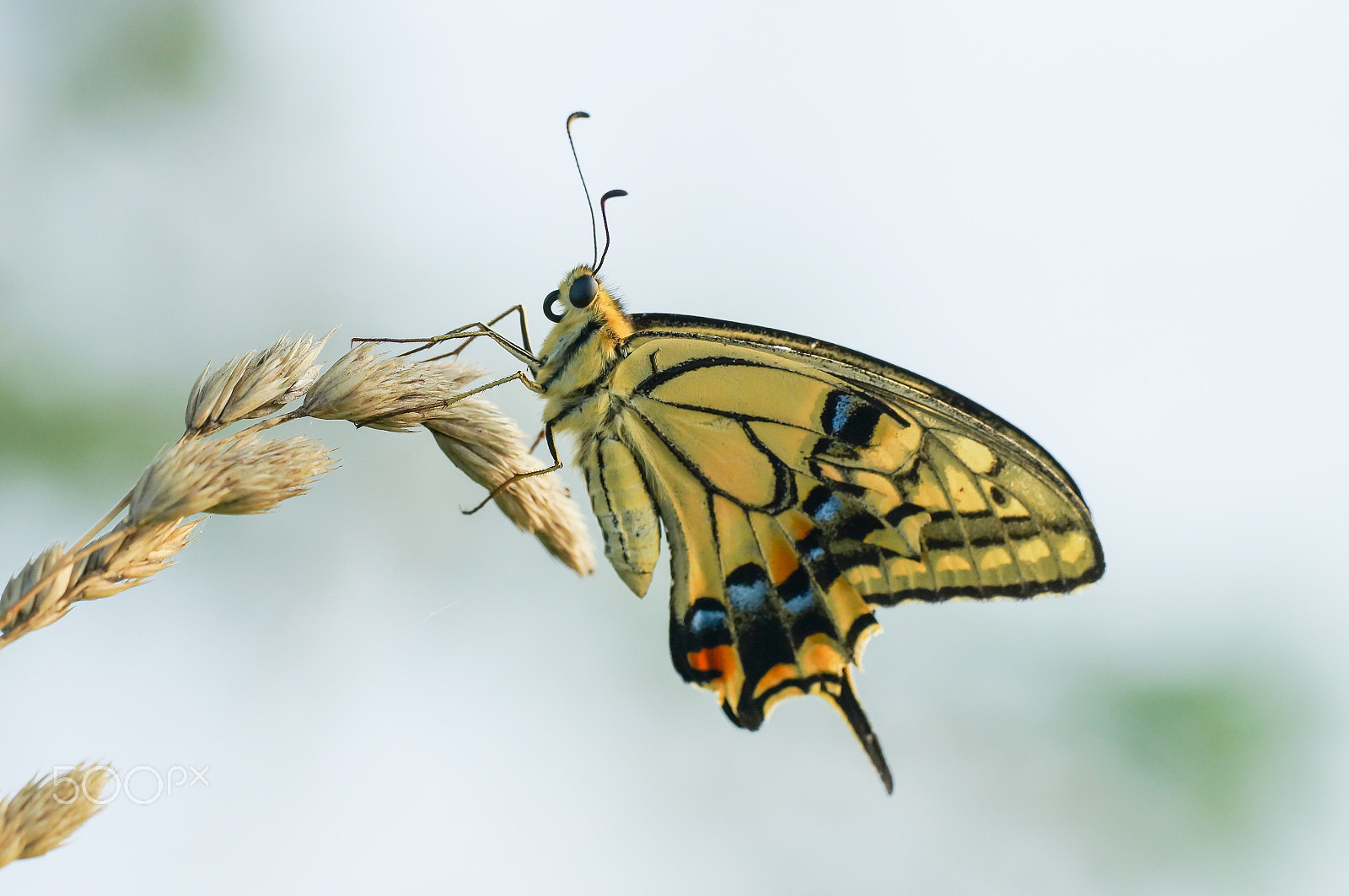 Sony SLT-A57 + Minolta AF 100mm F2.8 Macro [New] sample photo. The swallowtail photography