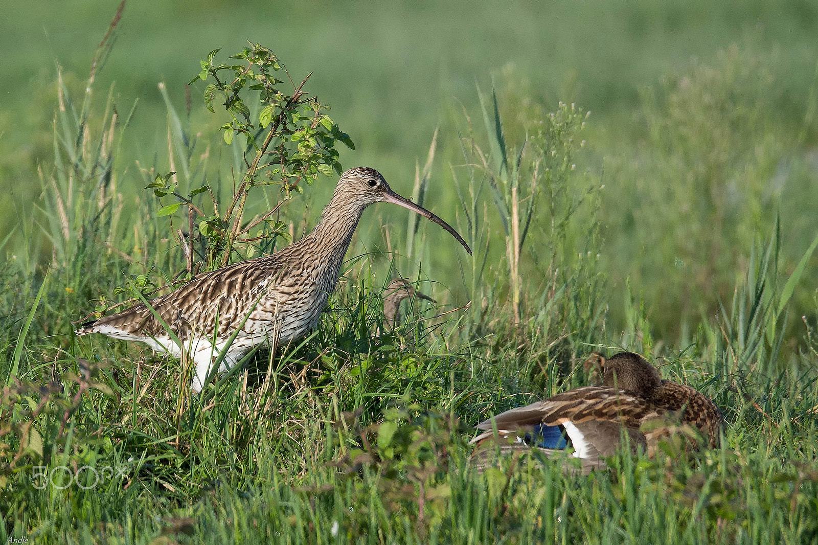 Sigma 150-600mm F5-6.3 DG OS HSM | S sample photo. Chiurlo photography
