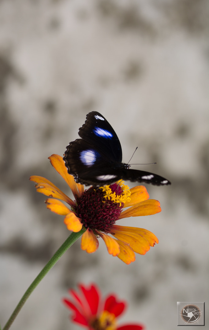 Nikon D5200 + Tamron SP 90mm F2.8 Di VC USD 1:1 Macro (F004) sample photo. Butterfly on flower photography