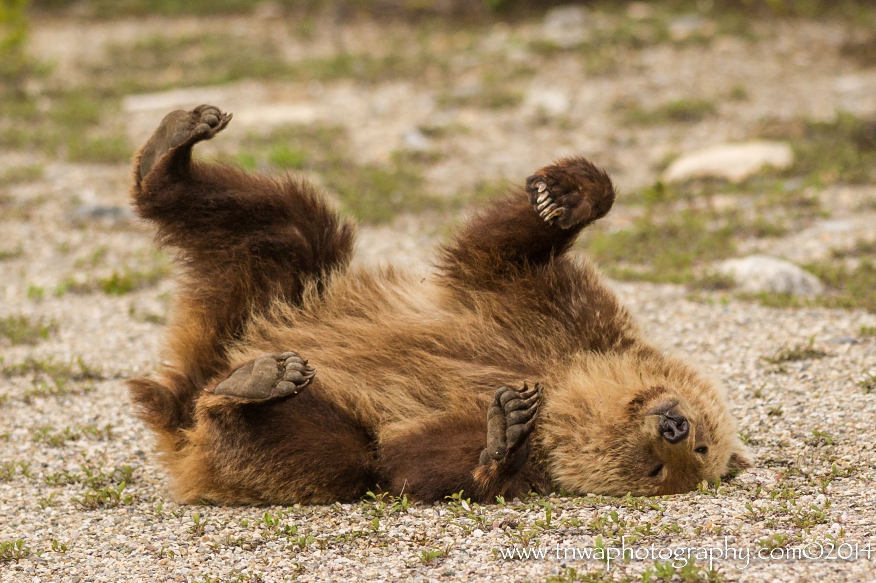 Nikon AF-S Nikkor 300mm F2.8G ED-IF VR sample photo. Happy bear  :-) photography