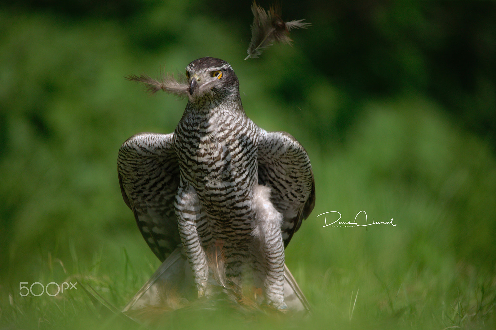Sigma 150-500mm F5-6.3 DG OS HSM sample photo. Feeding goshawk photography