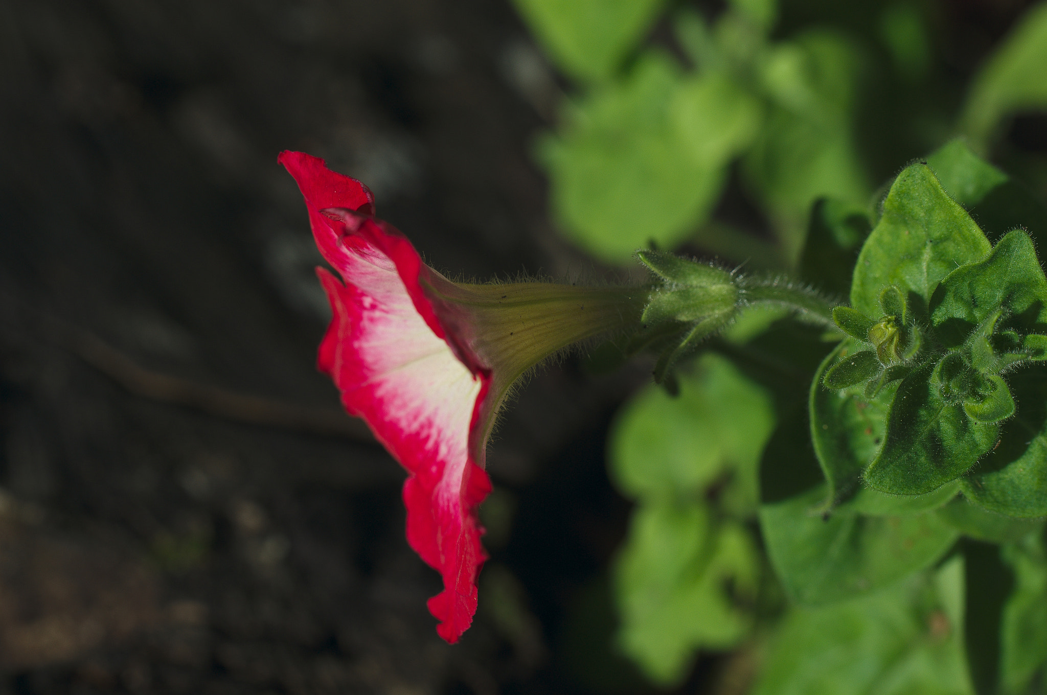 Nikon D3100 sample photo. From our front garden photography
