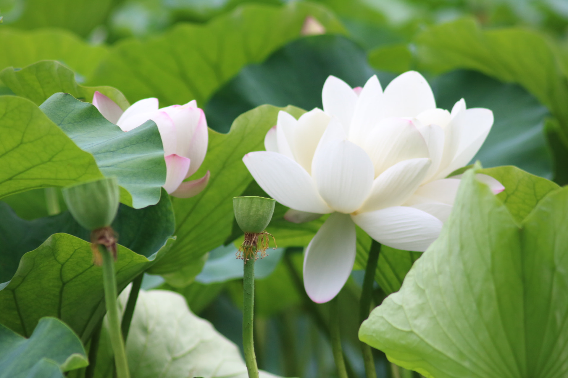 Canon EOS 750D (EOS Rebel T6i / EOS Kiss X8i) sample photo