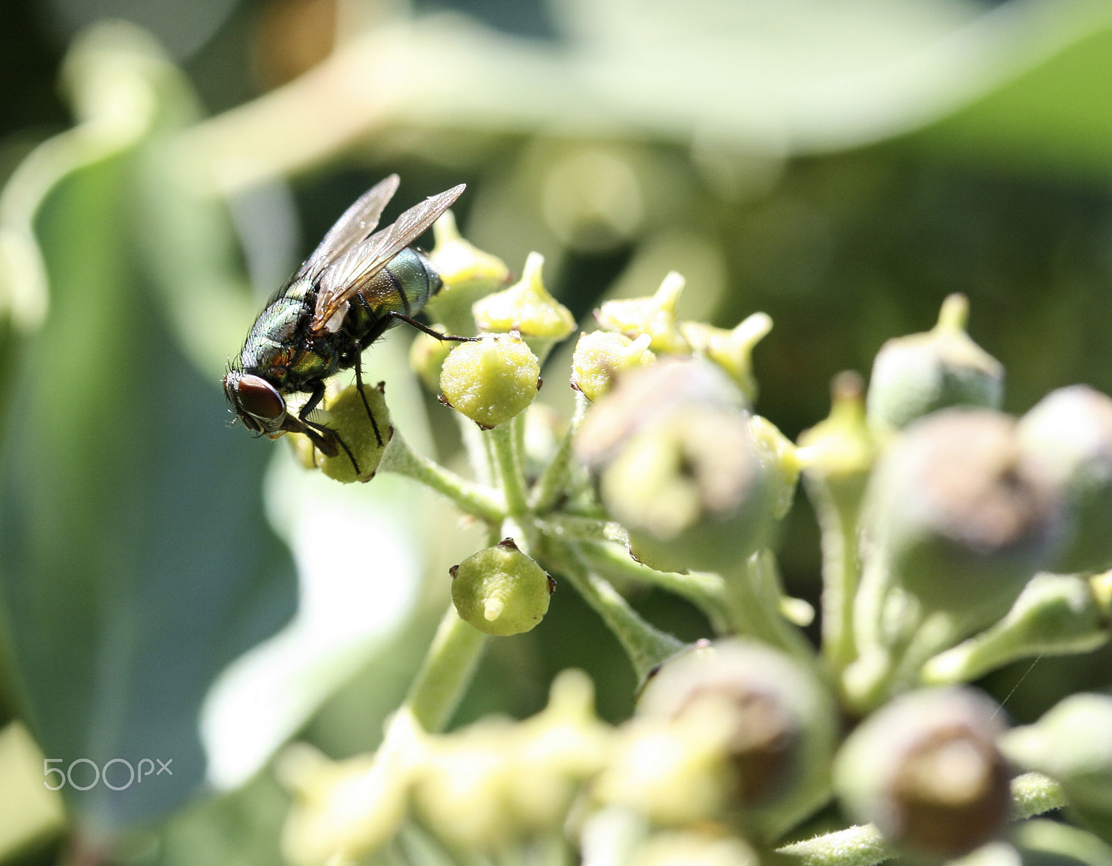 Canon EF-S 60mm F2.8 Macro USM sample photo. Fly photography