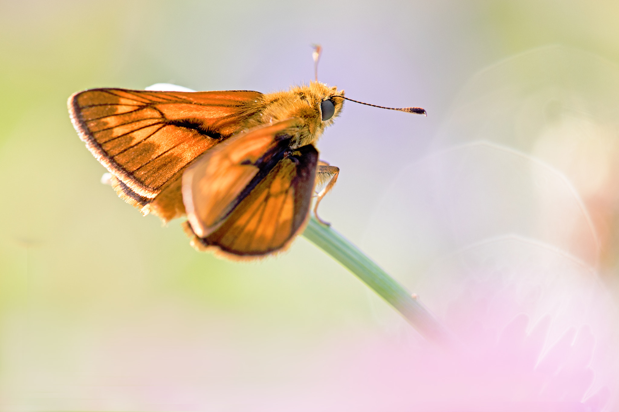 Sigma APO Macro 150mm f/2.8 EX DG HSM sample photo. ~ xwing ~ photography