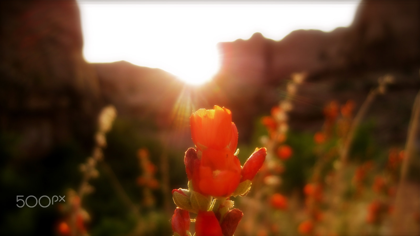 Canon PowerShot SD990 IS (Digital IXUS 980 IS / IXY Digital 3000 IS) sample photo. Desert flower photography