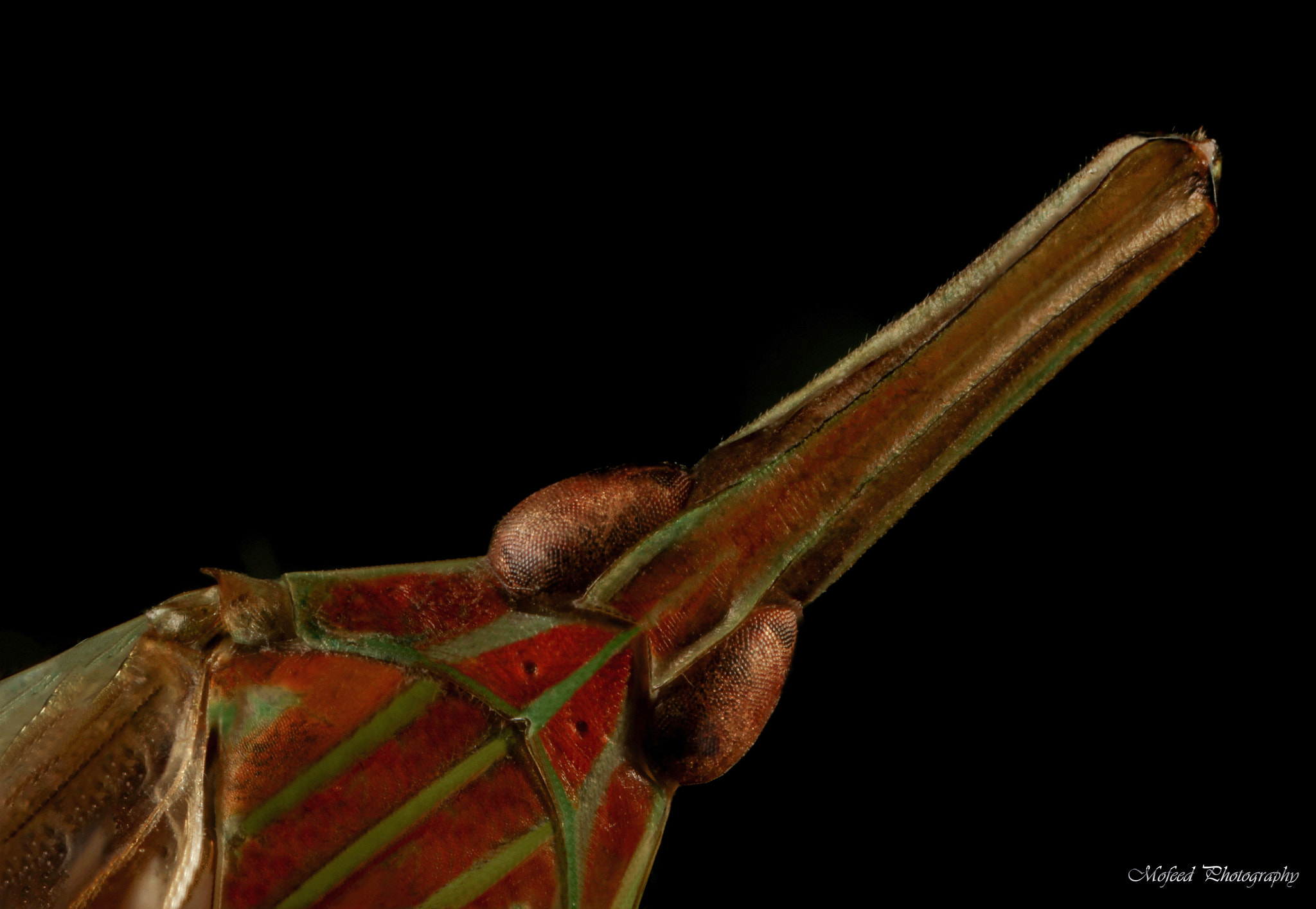 Canon MP-E 65mm F2.5 1-5x Macro Photo sample photo. Treehopper photography