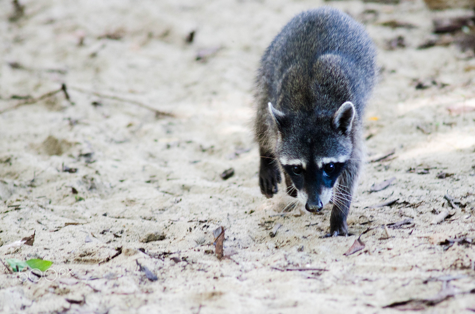 Nikon D7000 + AF Nikkor 300mm f/4 IF-ED sample photo. Racoon photography