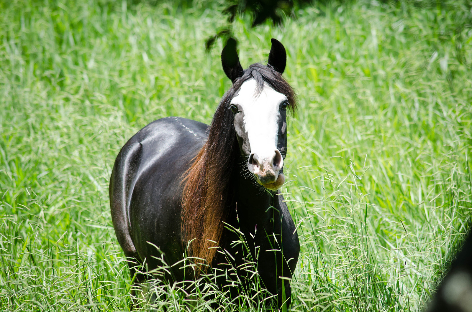 Nikon D7000 + AF Nikkor 300mm f/4 IF-ED sample photo. India photography