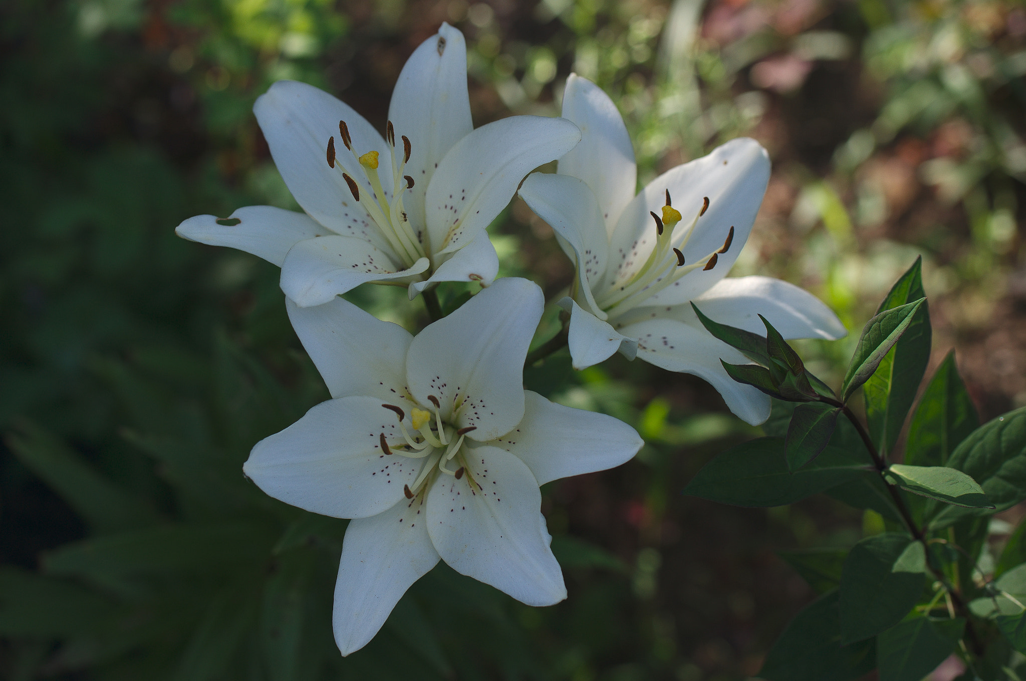 Nikon D3100 sample photo. From our front garden photography