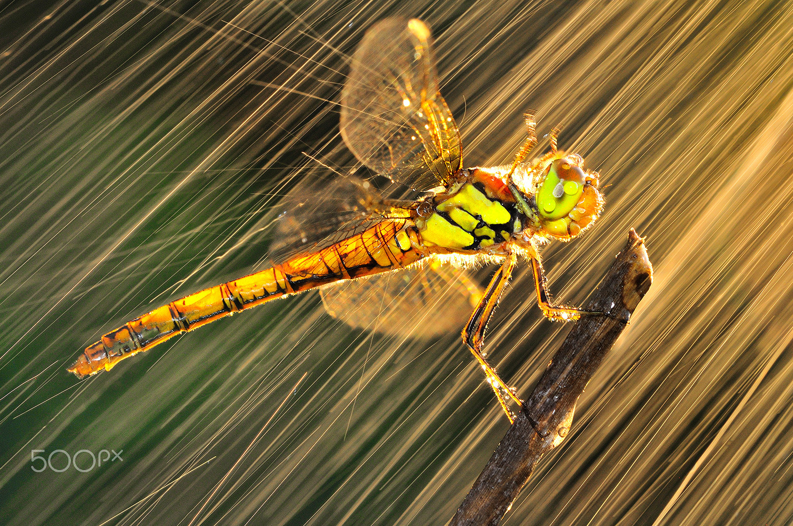 Nikon D300 + Sigma 150mm F2.8 EX DG Macro HSM sample photo. Rain and dragonfly photography