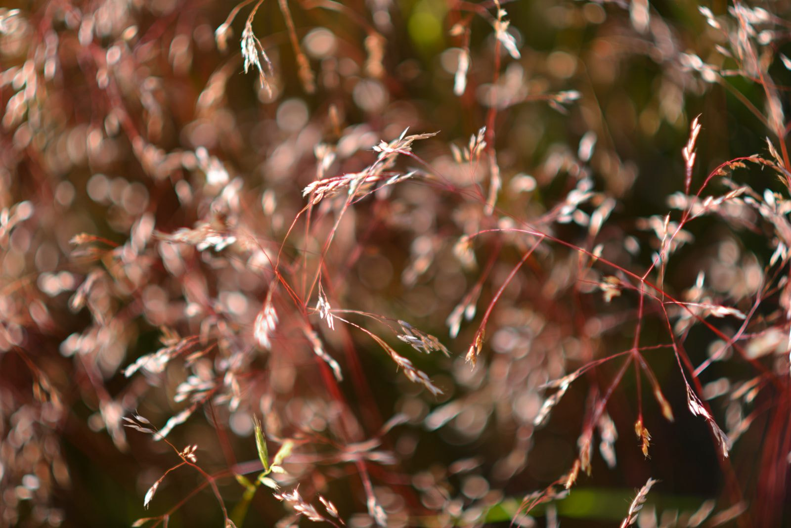 AF DC-Nikkor 135mm f/2D sample photo. 2016-07-07 183415.jpg photography