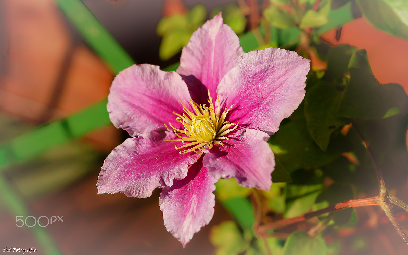 Sony 50mm F2.8 Macro sample photo. Clematis :) photography