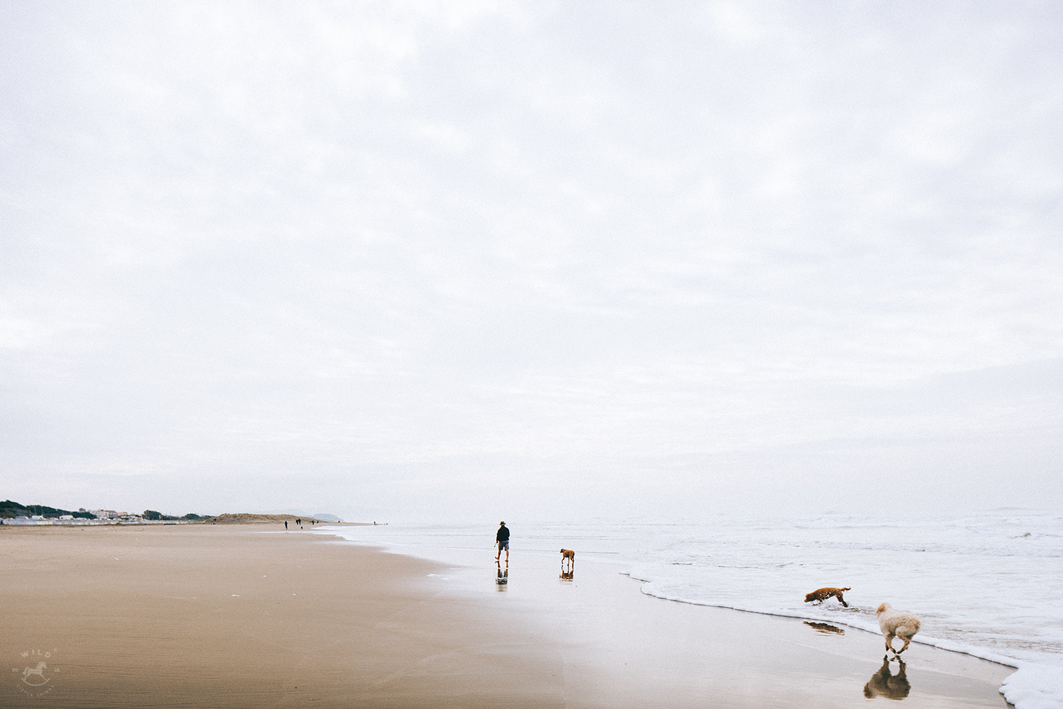 Canon TS-E 24.0mm f/3.5 L II sample photo. Sea dogs photography