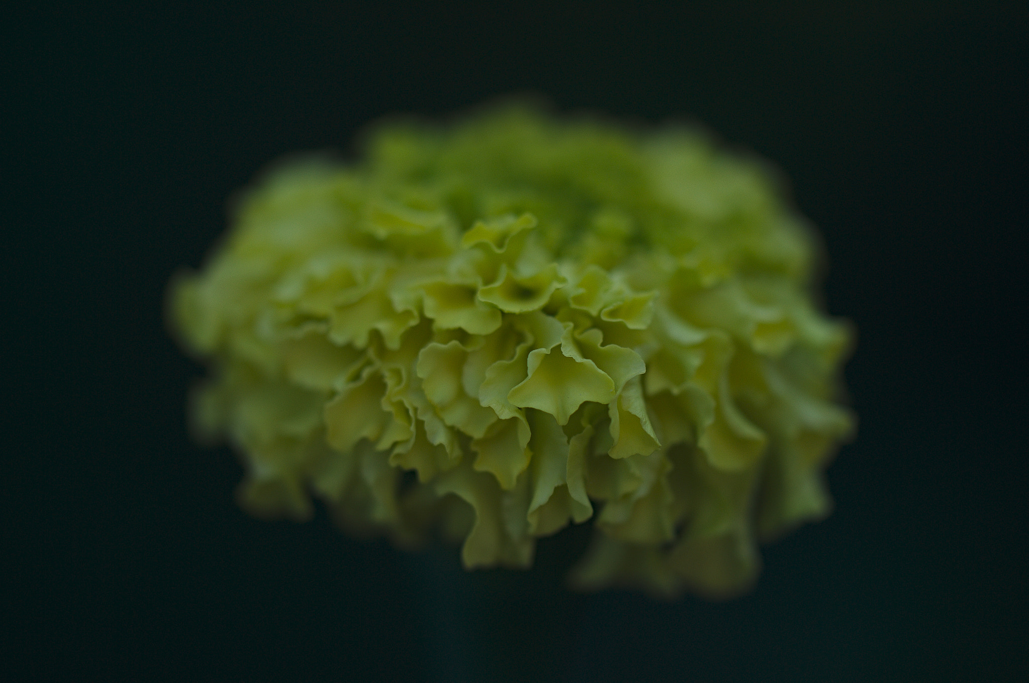Nikon D3100 sample photo. Saffron photography