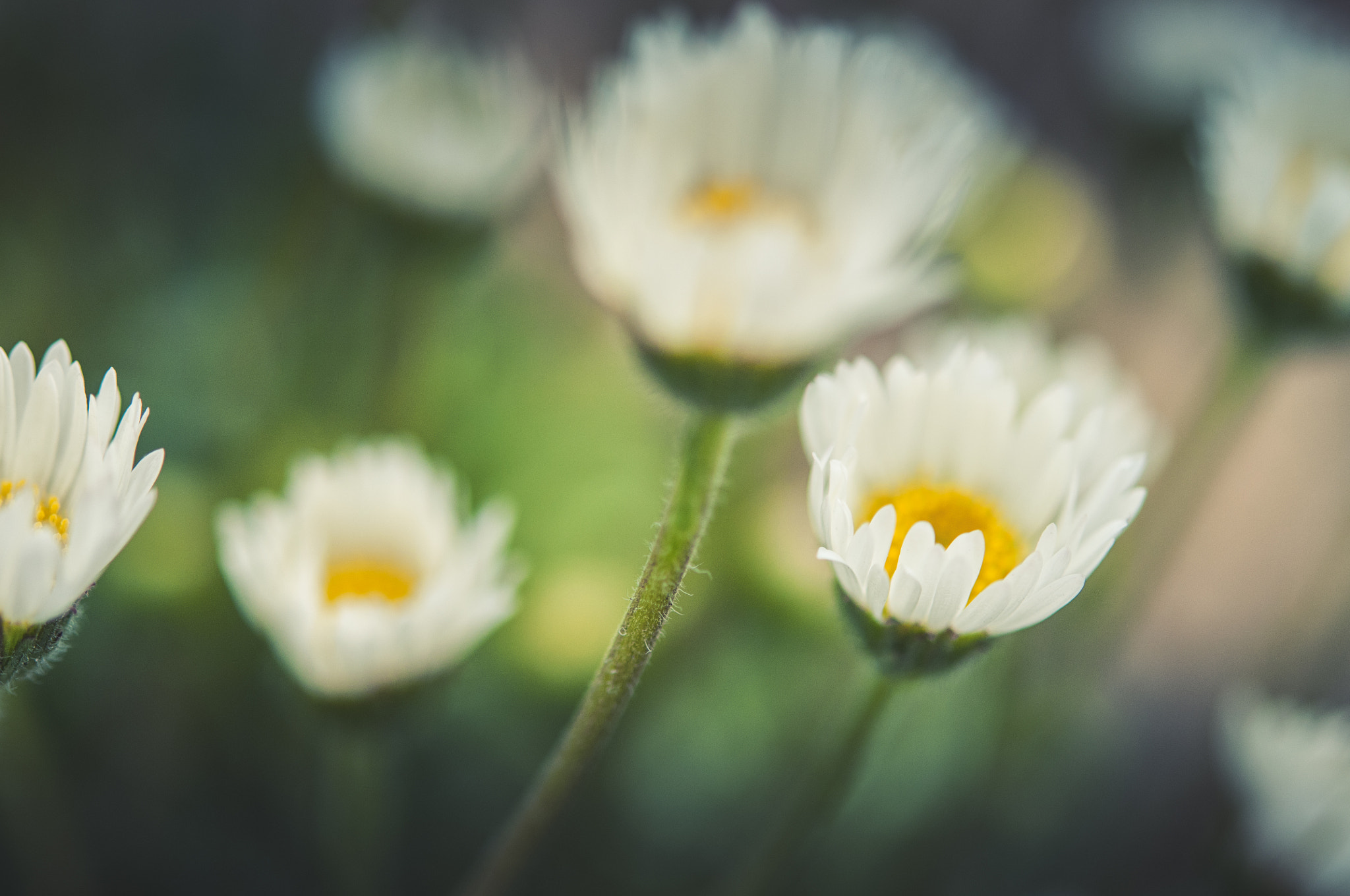 Nikon AF-S Micro-Nikkor 60mm F2.8G ED sample photo. Soft tones & flowers photography