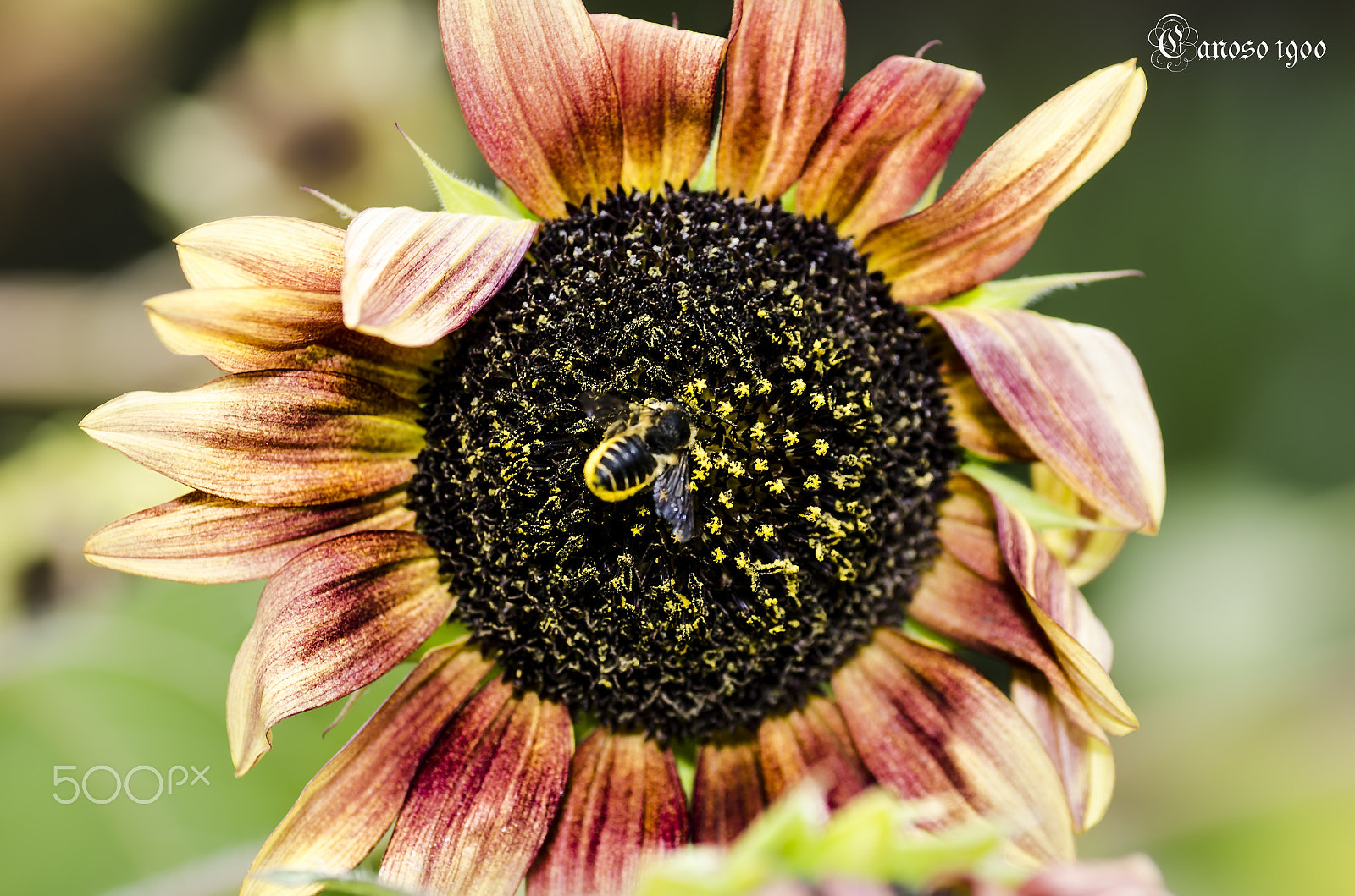 Nikon D7000 + Tamron SP 90mm F2.8 Di VC USD 1:1 Macro sample photo. Girasol photography