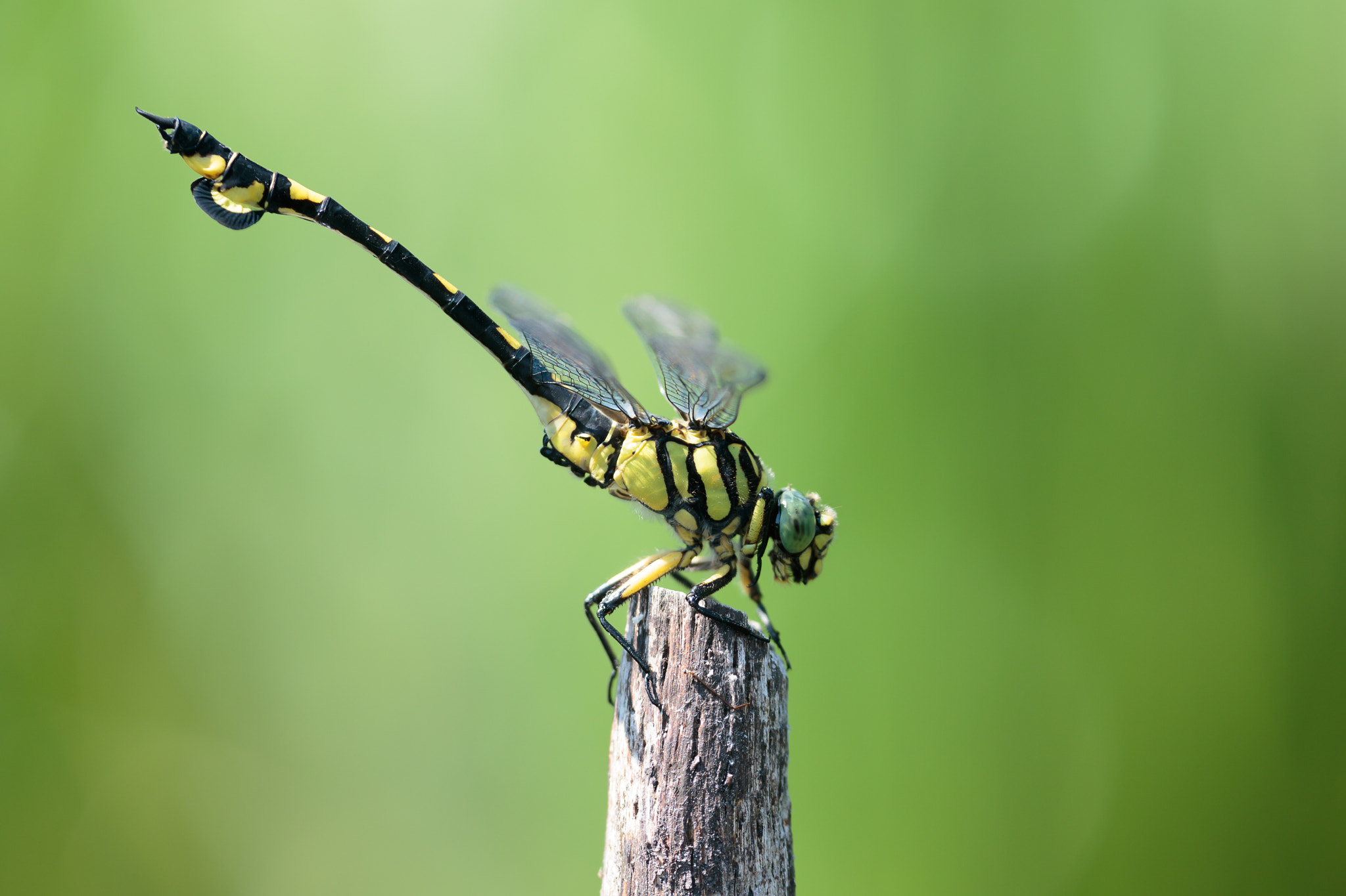 Sigma APO Macro 180mm F2.8 EX DG OS HSM sample photo. Sinictinogomphus clavatus photography