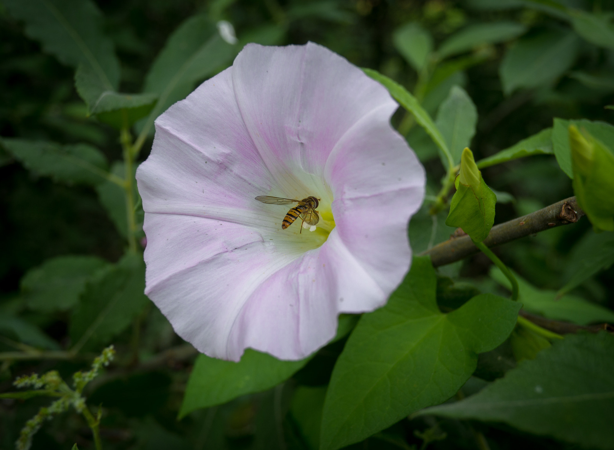 Fujifilm X-A1 + Fujifilm XF 18mm F2 R sample photo. Flower photography