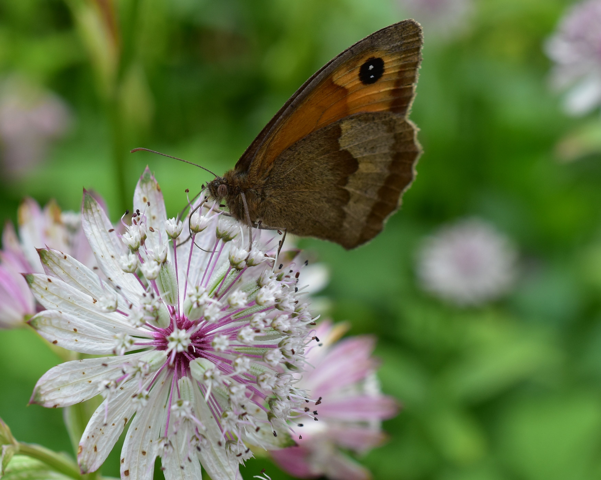 Nikon AF-S DX Micro Nikkor 40mm F2.8 sample photo. The gatekeeper butterfly. photography