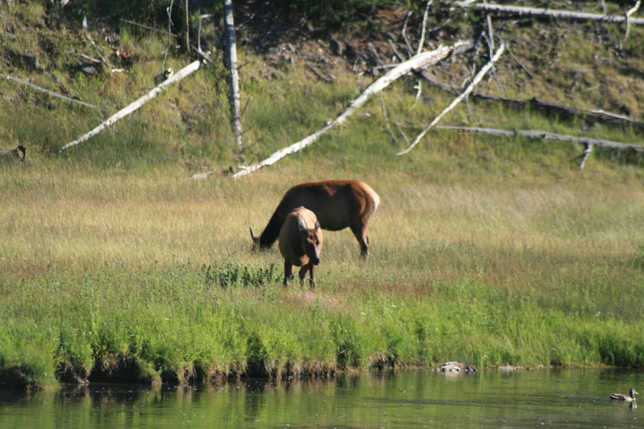 Sigma 70-300mm F4-5.6 APO DG Macro sample photo. Elk in yellowstone photography