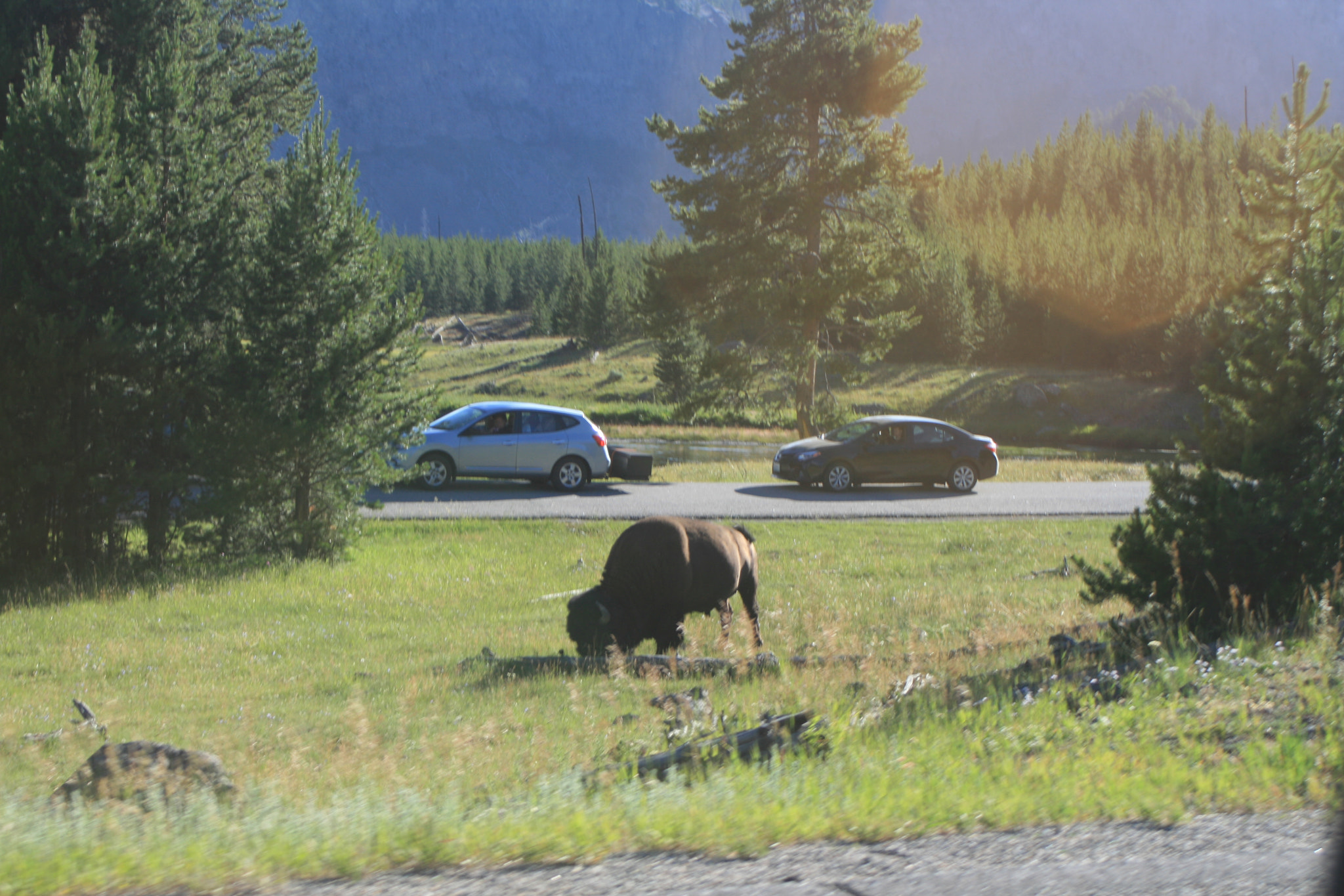 Canon EF 28-80mm f/3.5-5.6 sample photo. Bison inyellowstone photography