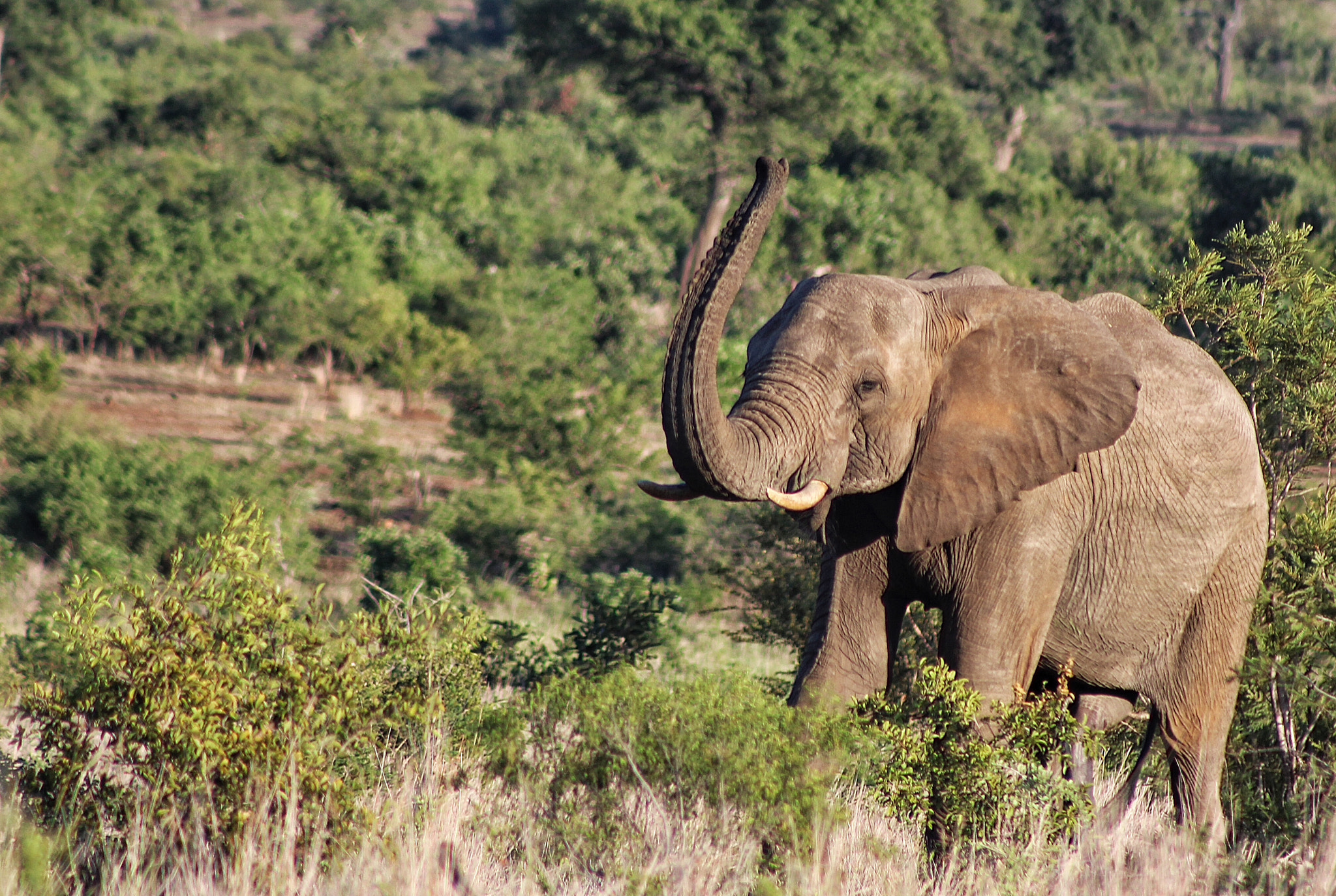 Canon EF75-300mm f/4-5.6 sample photo. Announcing his presence photography