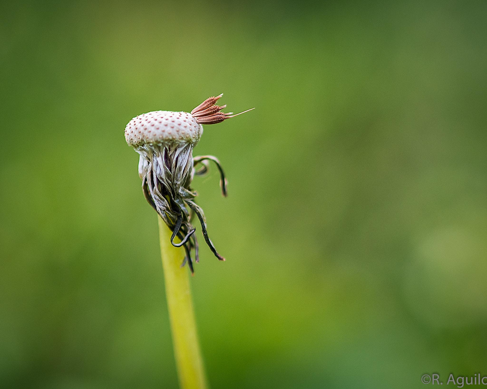 Nikon D7100 + AF Micro-Nikkor 105mm f/2.8 sample photo. Gone with the wind... photography