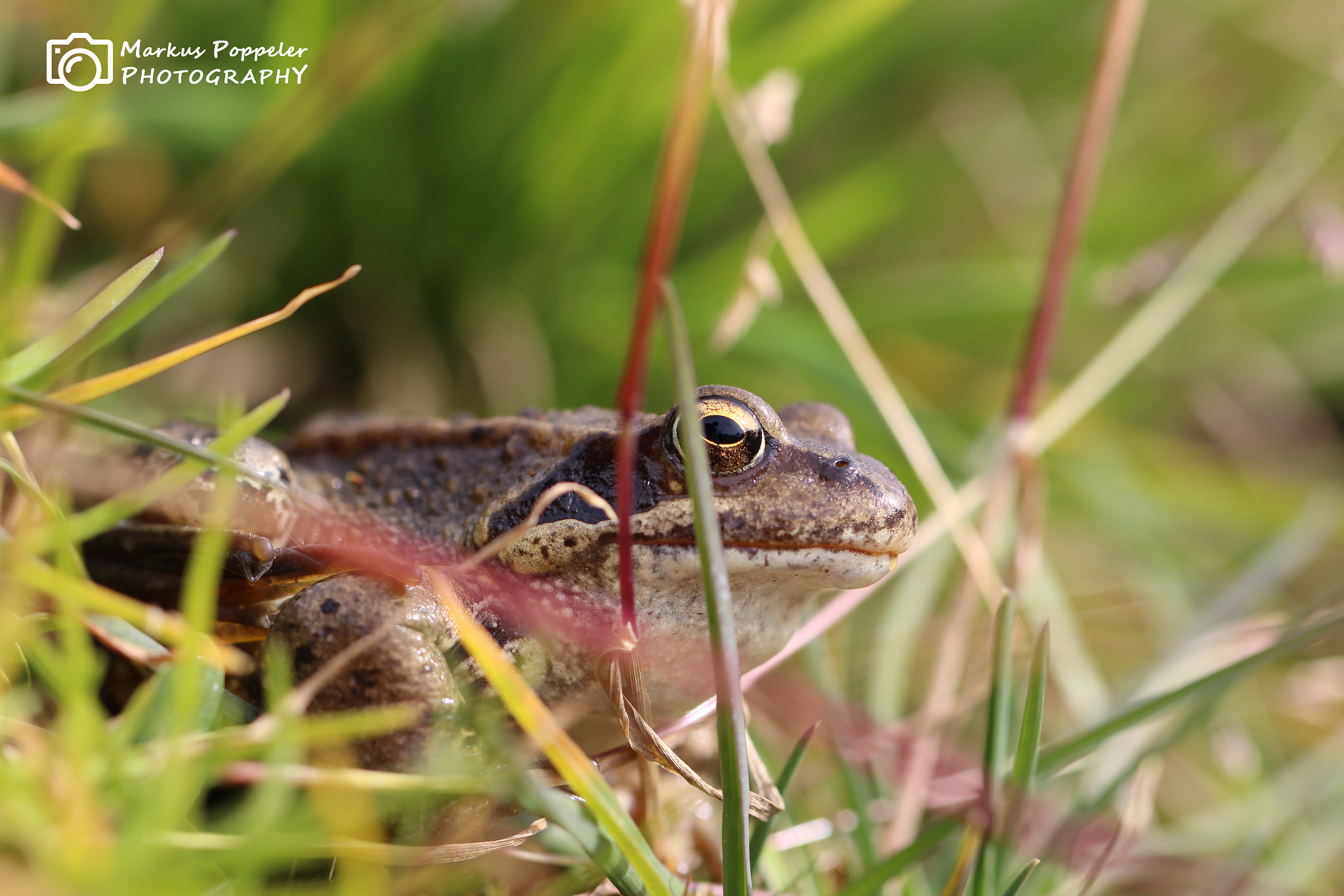 Canon EOS 650D (EOS Rebel T4i / EOS Kiss X6i) + Canon EF 100mm F2.8L Macro IS USM sample photo. Hidden frog photography