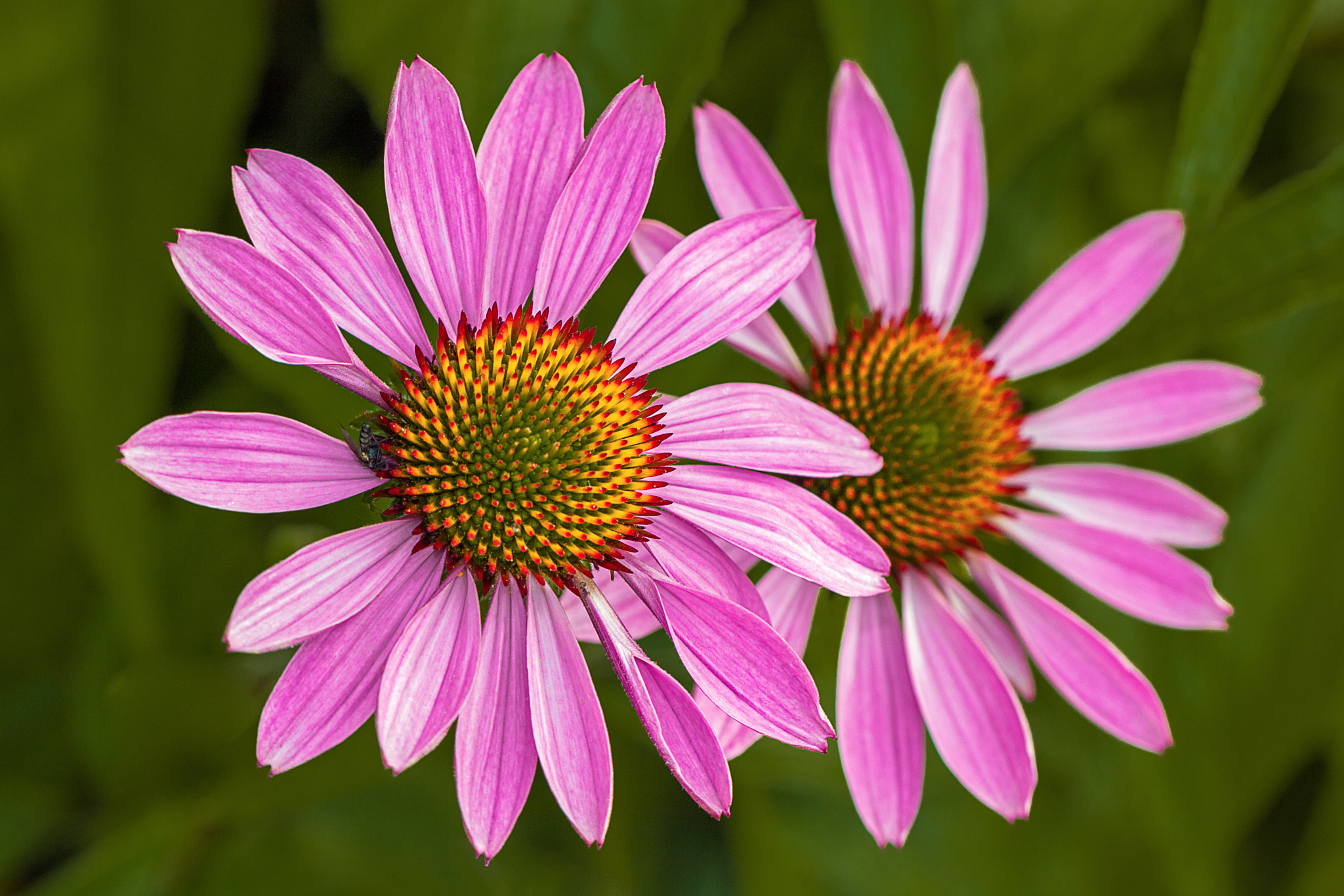 Canon EOS 760D (EOS Rebel T6s / EOS 8000D) + Canon EF 100mm F2.8L Macro IS USM sample photo. Flower305 photography