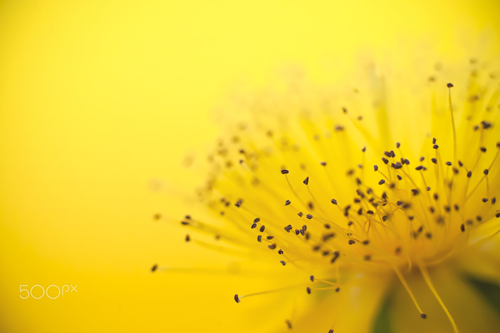 Nikon D3X + Nikon AF-S Nikkor 50mm F1.8G sample photo. Yellow flower photography