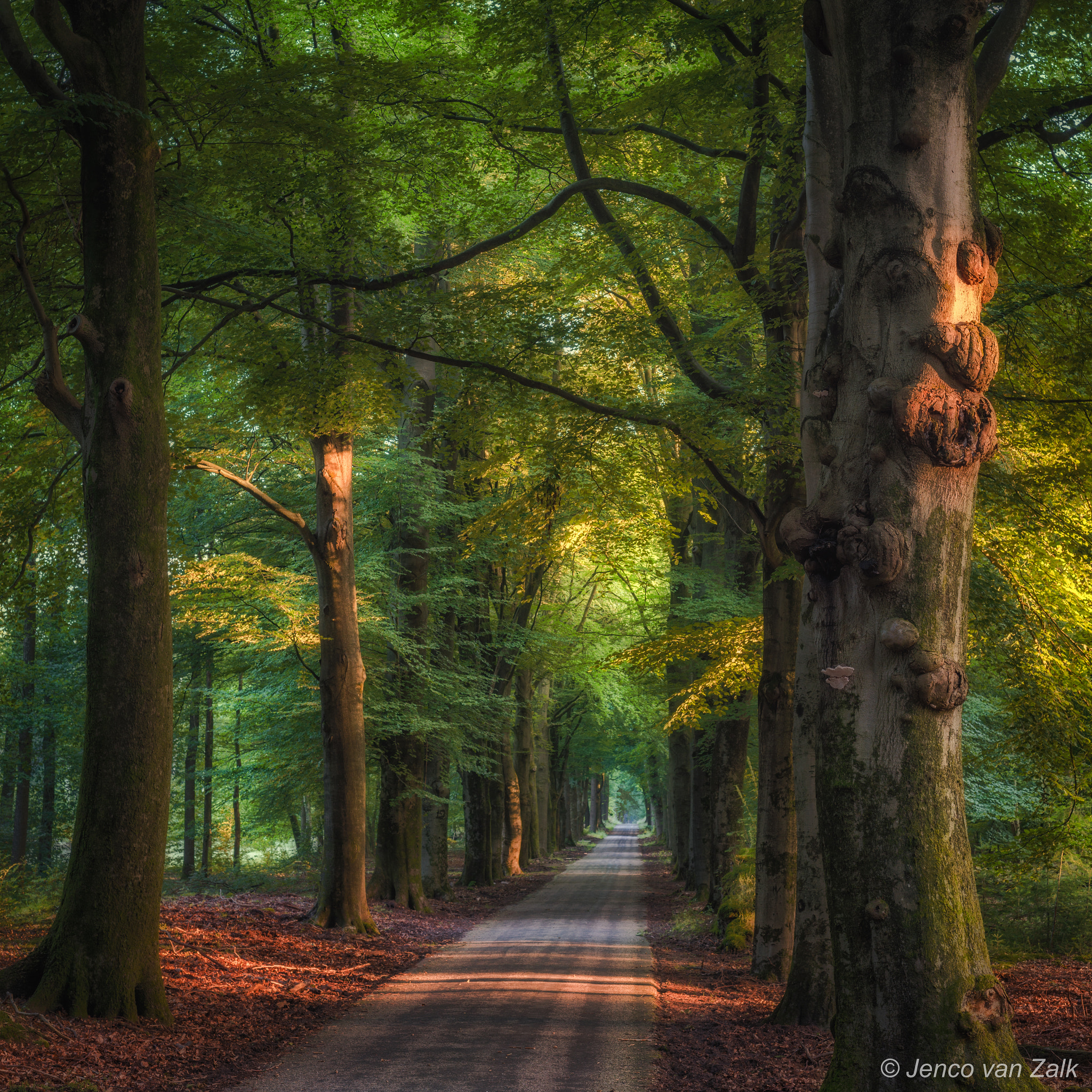 Nikon D800 + AF Nikkor 50mm f/1.8 sample photo. Early morning light photography