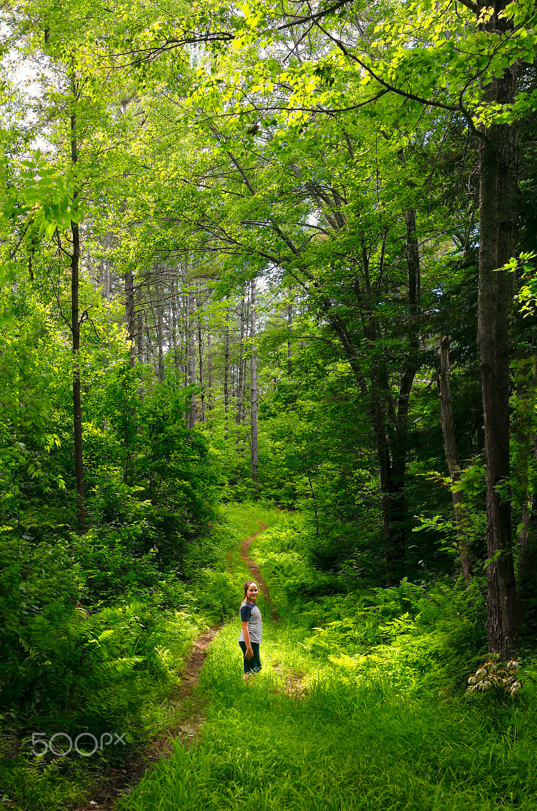 Canon EOS 5DS R sample photo. Underneath the canopy photography