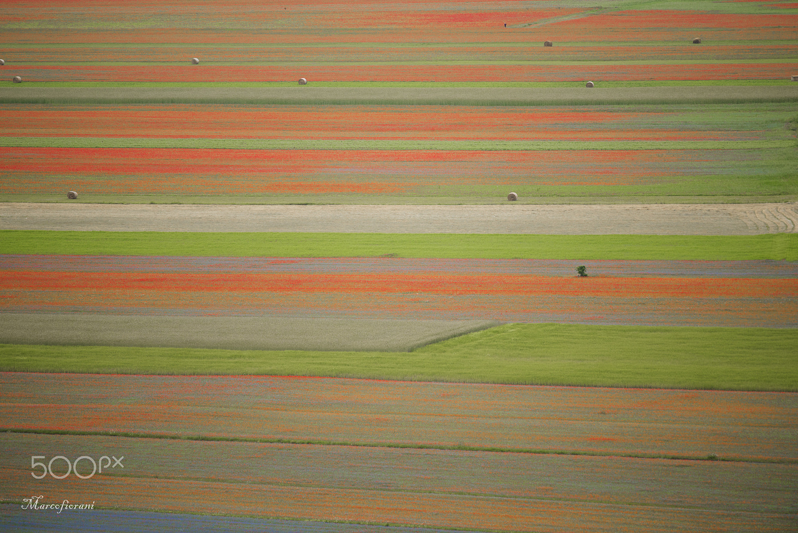 Nikon D810 + Nikon AF-S Nikkor 300mm F4D ED-IF sample photo. Punti di vista photography