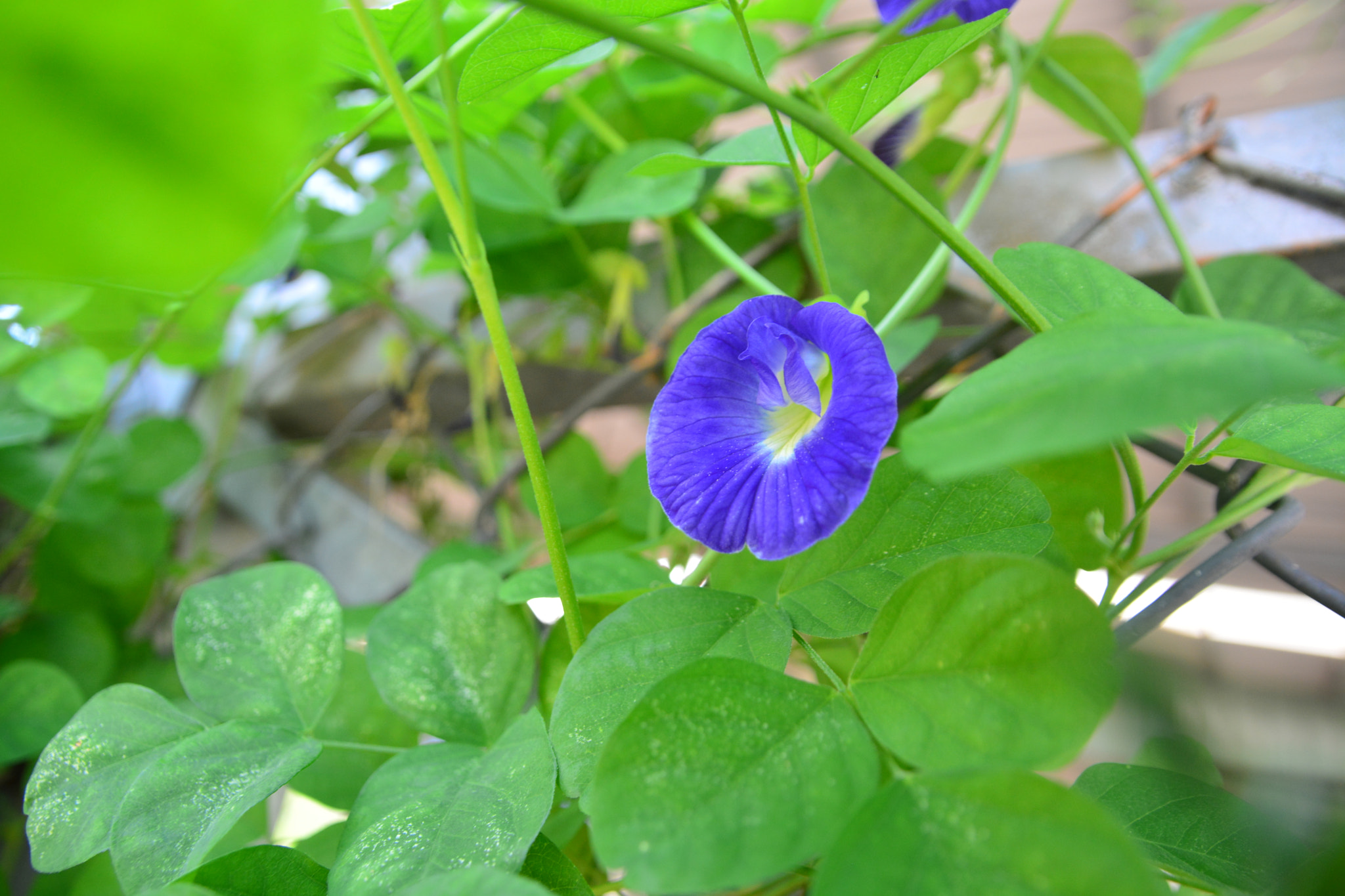 Sigma 17-70mm F2.8-4 DC Macro OS HSM sample photo