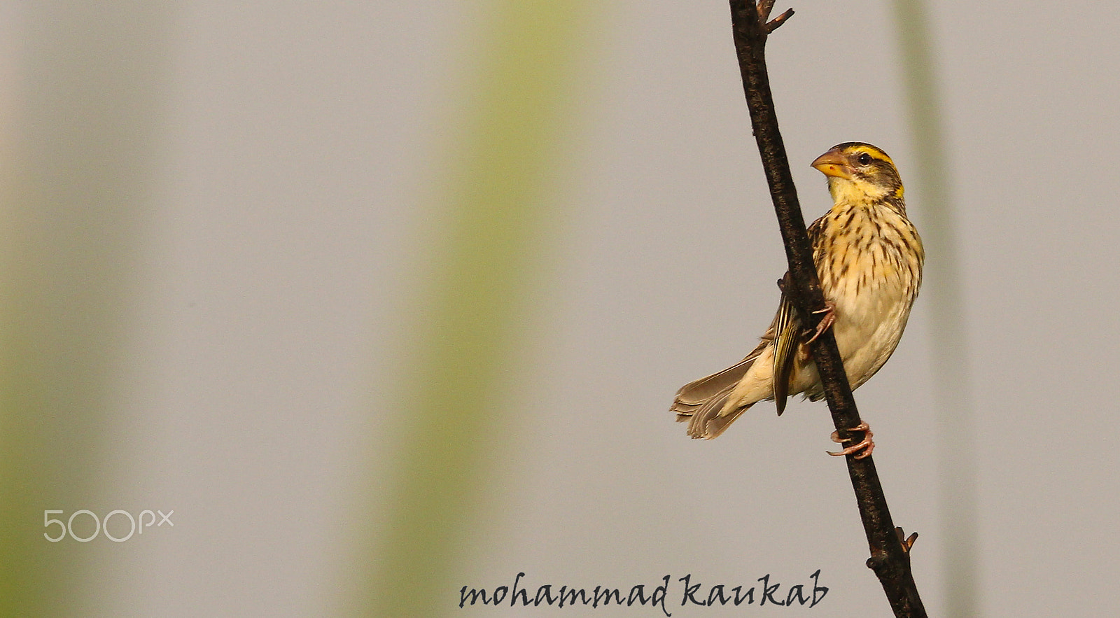 Sigma 150-600mm F5-6.3 DG OS HSM | C sample photo. Baya weaver photography