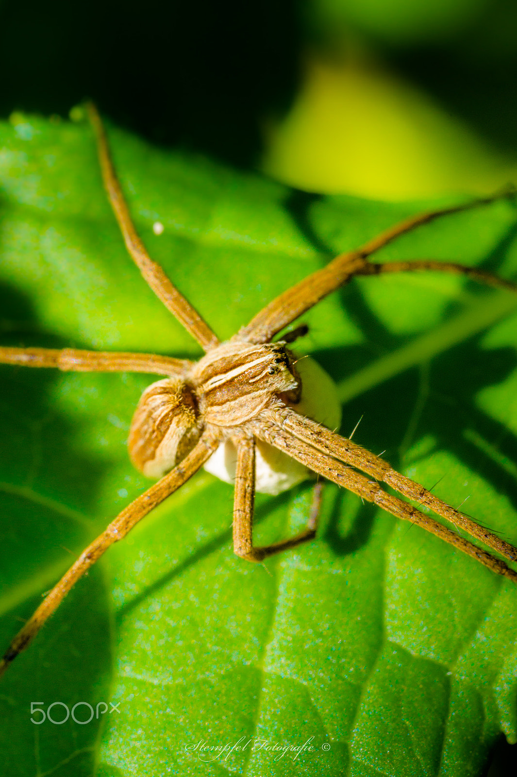 Sony Alpha DSLR-A550 + Sigma 70mm F2.8 EX DG Macro sample photo. Spinnen mit kokon photography