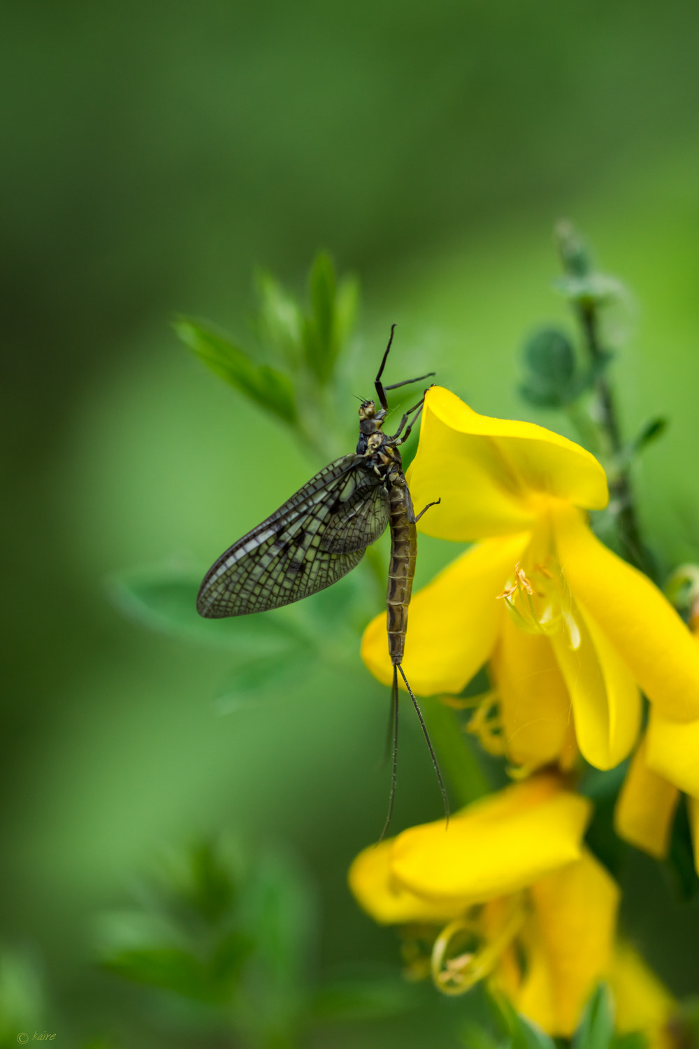 90mm F2.8 Macro SSM sample photo. Black beauty :) photography