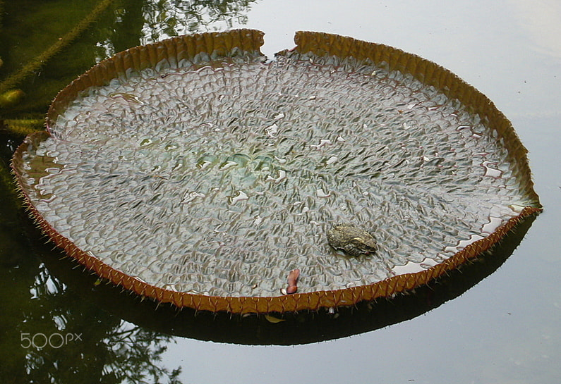 Panasonic DMC-FX01 sample photo. The lotus leaf and the frog photography