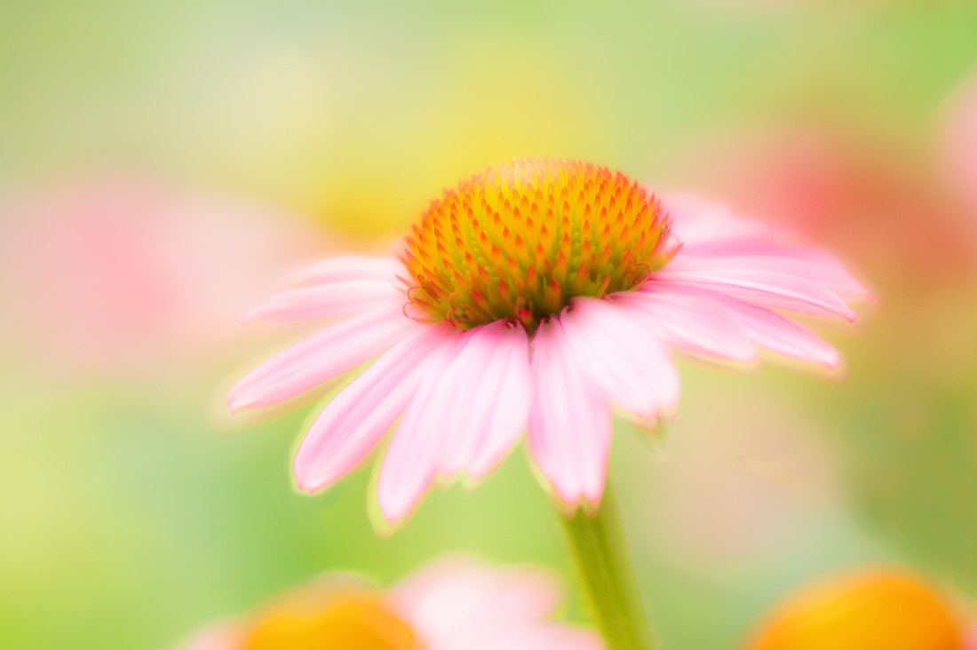 Sony Alpha DSLR-A550 + Sony 100mm F2.8 Macro sample photo. Finally summer photography