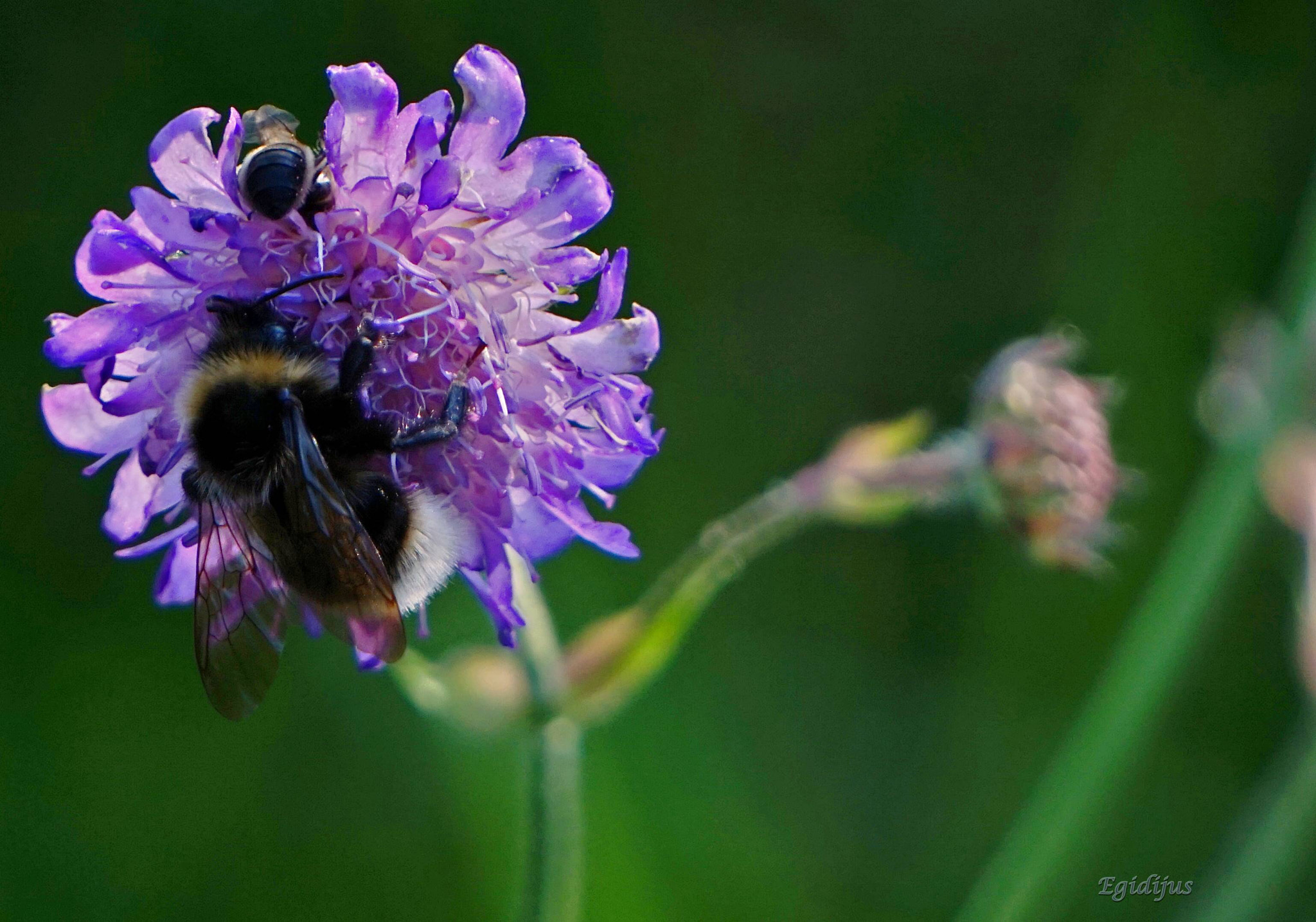 Sony E 55-210mm F4.5-6.3 OSS sample photo. We take it... photography