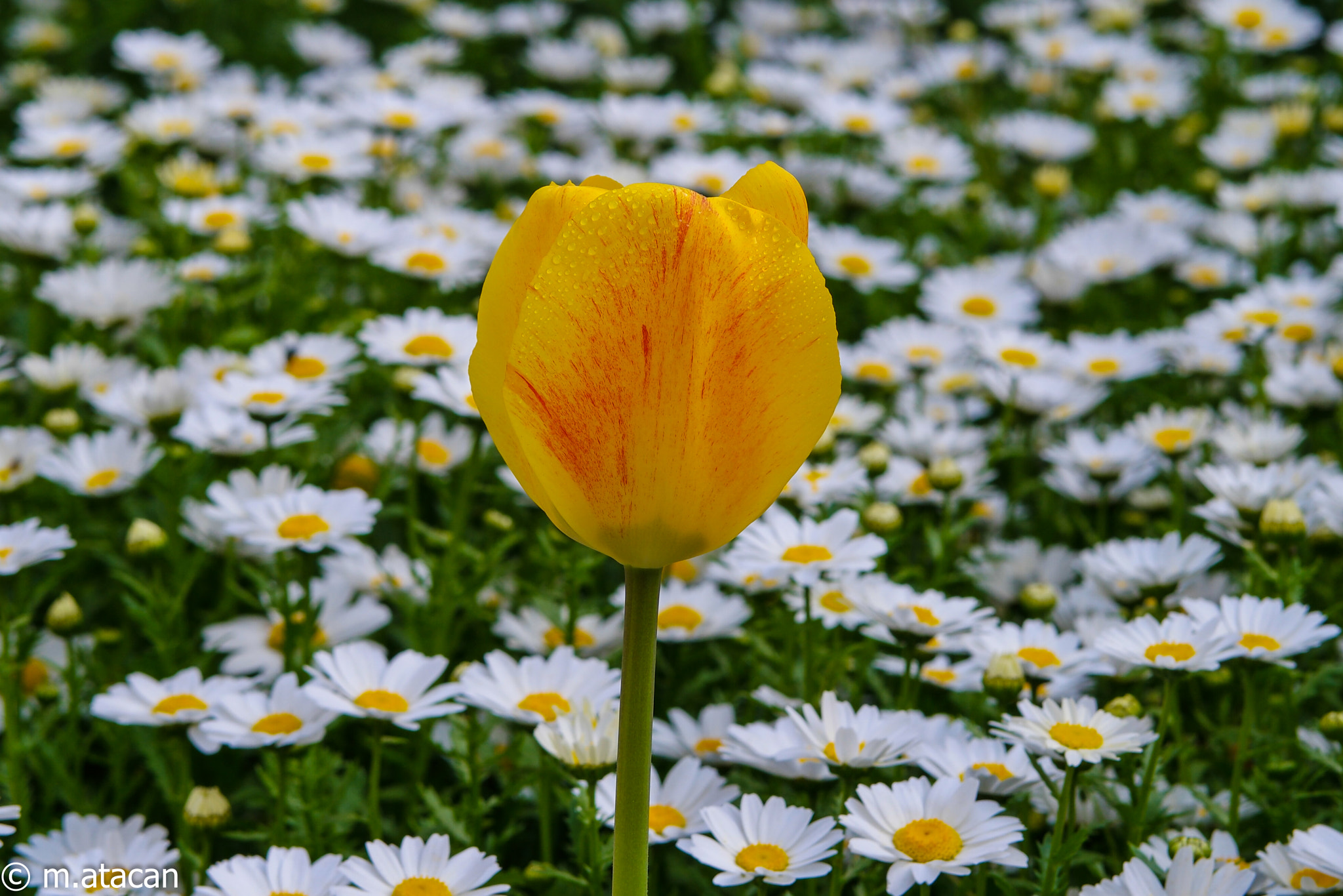 Samsung NX 45mm F1.8 sample photo. Daisies and tulip photography