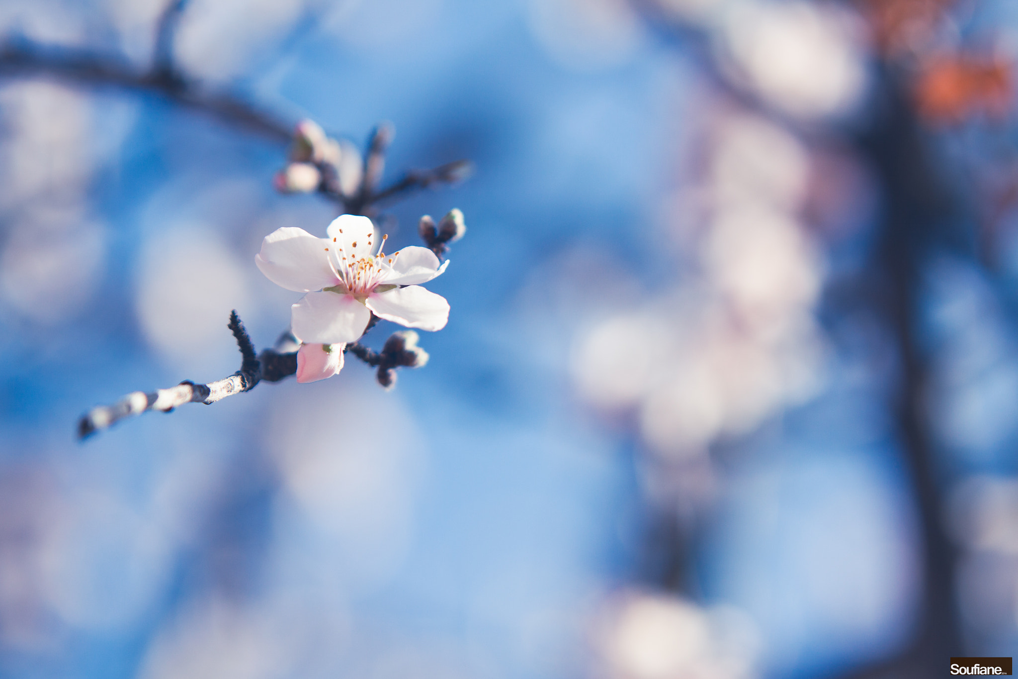 Sigma 70-200mm F2.8 EX DG OS HSM sample photo. Spring's memories photography