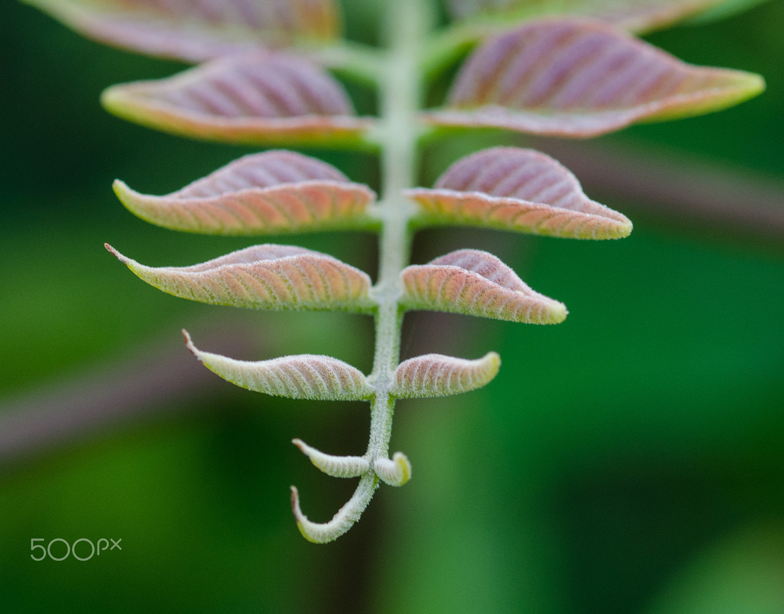 ZEISS Milvus 100mm F2 Macro sample photo. Leafs photography