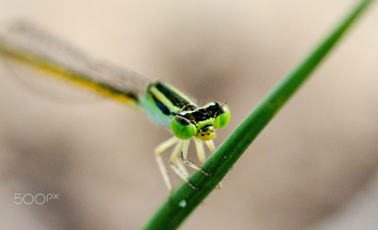 ZEISS Milvus 100mm F2 Macro sample photo. What you want man..?? photography