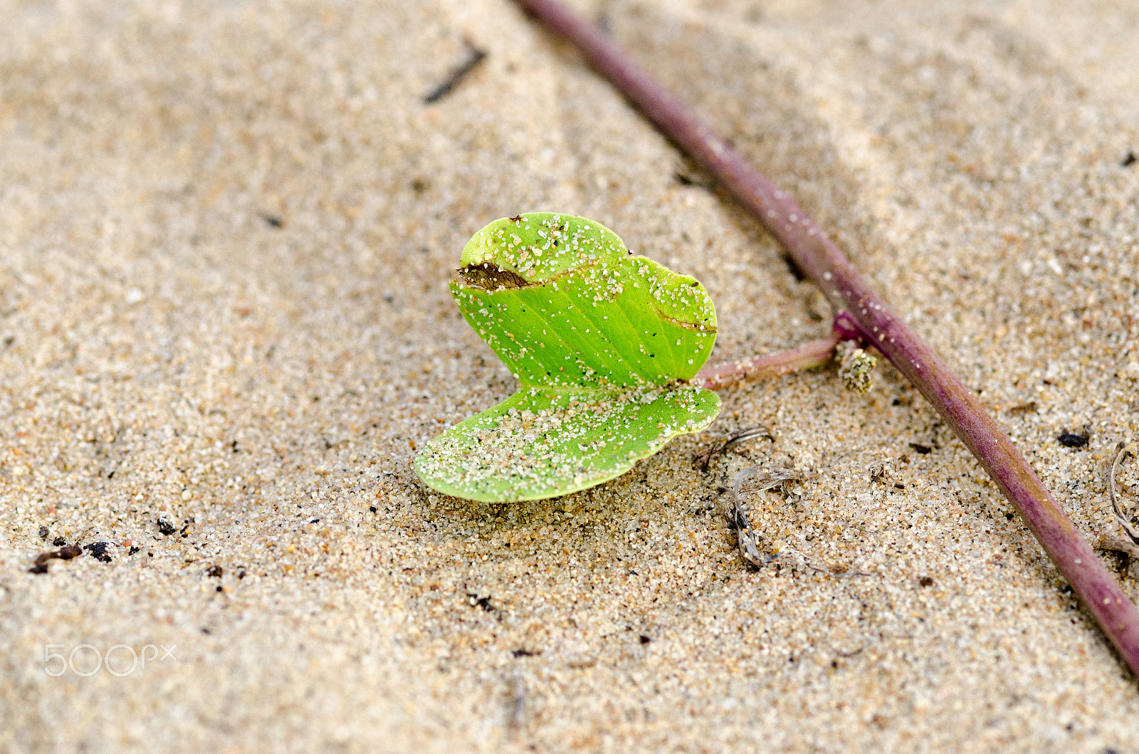 ZEISS Milvus 100mm F2 Macro sample photo. Clear photography