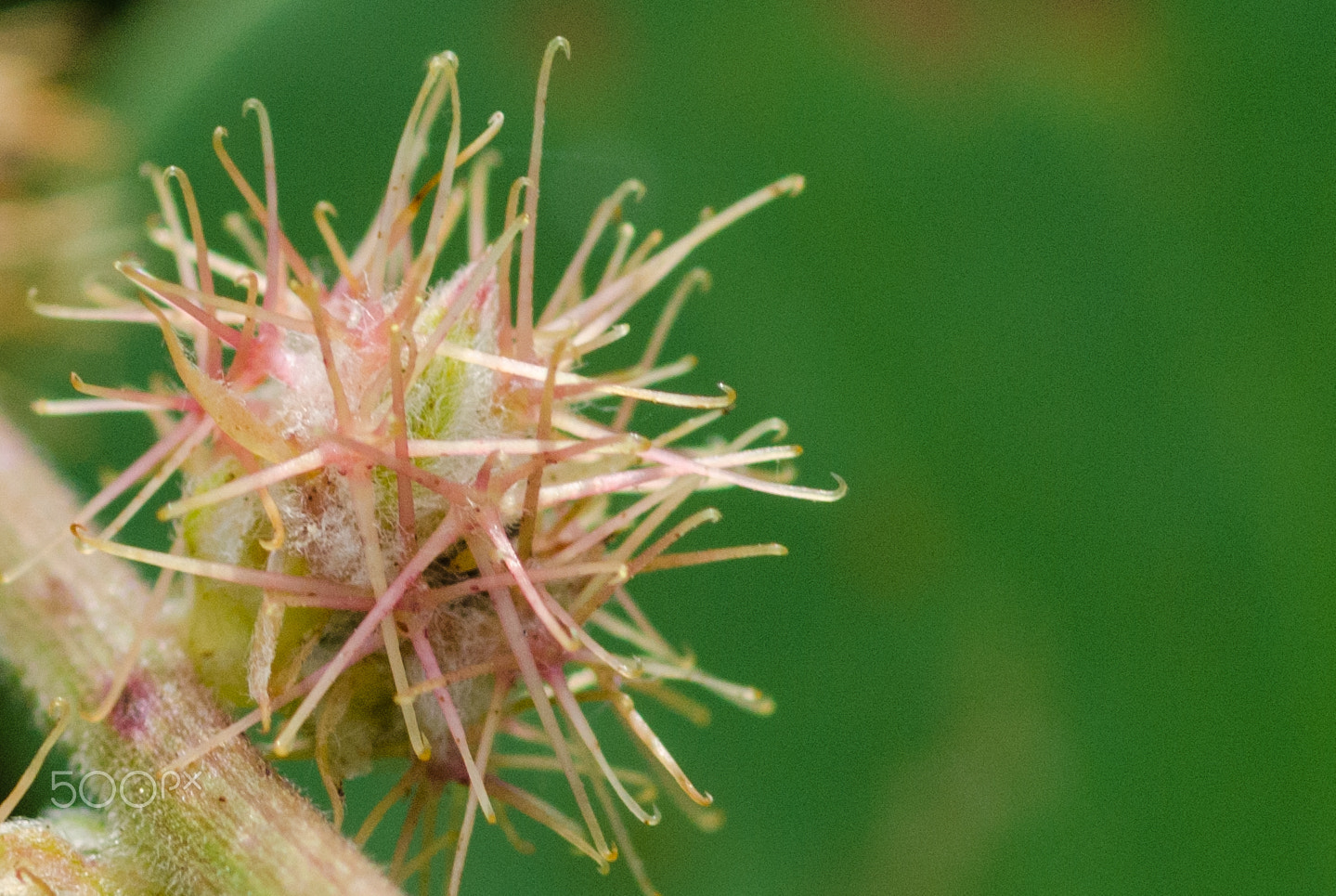 ZEISS Milvus 100mm F2 Macro sample photo. Inside.... i am soft photography