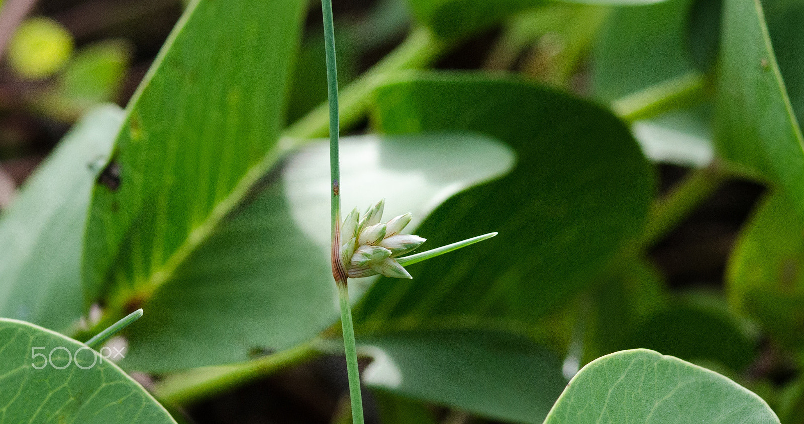 ZEISS Milvus 100mm F2 Macro sample photo. Unique photography